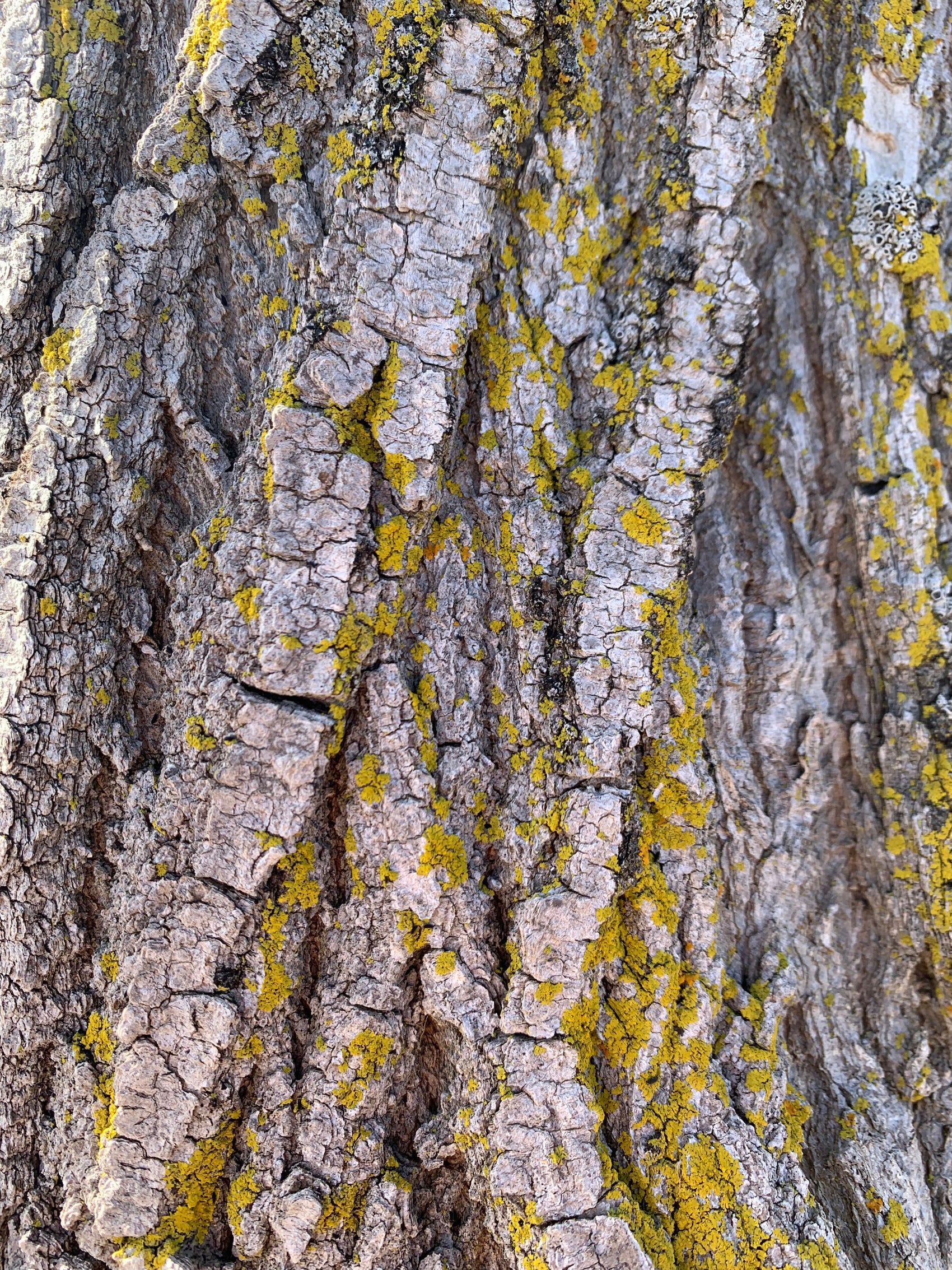 Mossy Grey Bark Print