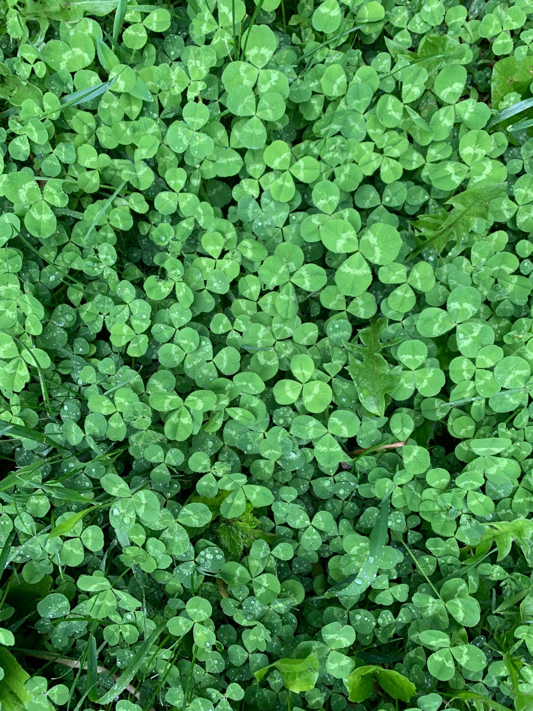 Patch of Clover Print