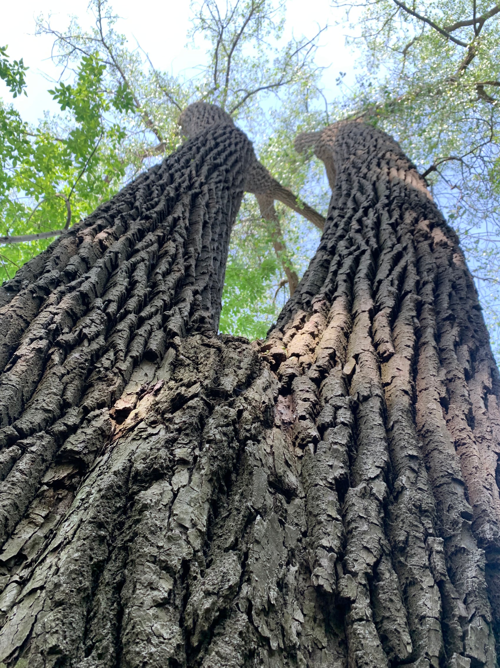 Nature Trading Cards 4