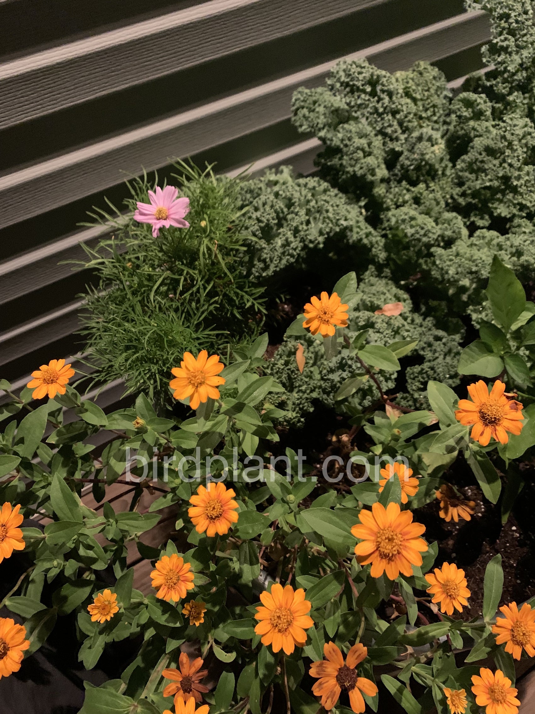 Bed Of Flowers At Night