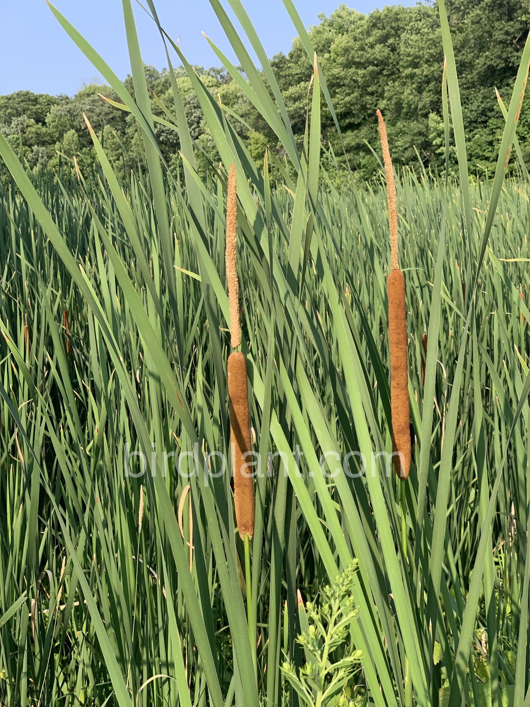 Cat Tails