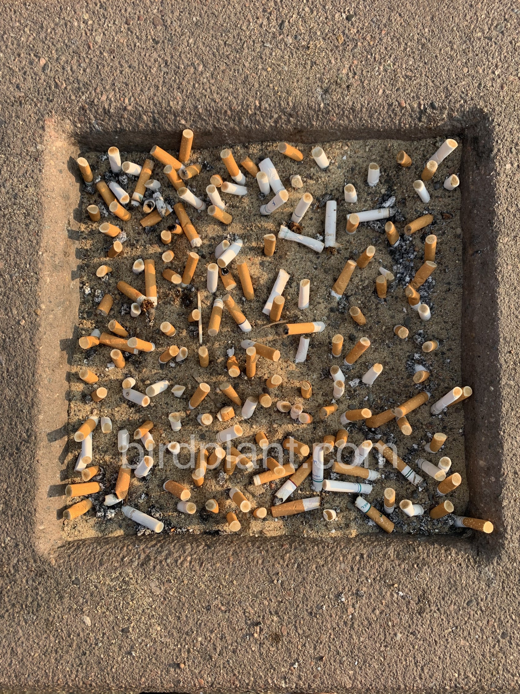 Cigarettes In Sand