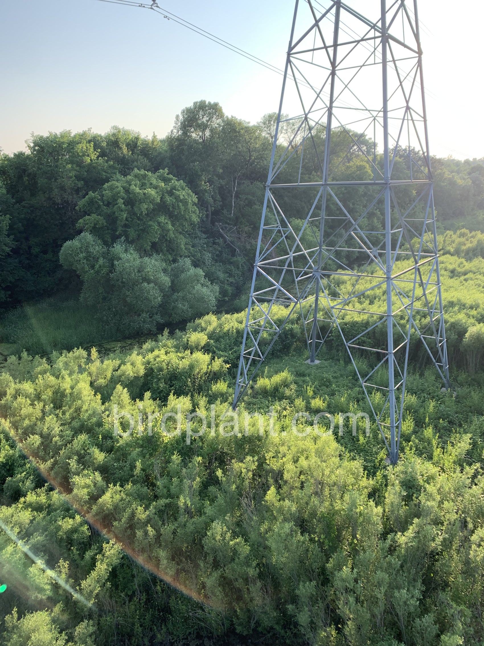 Electric Tower In Grass