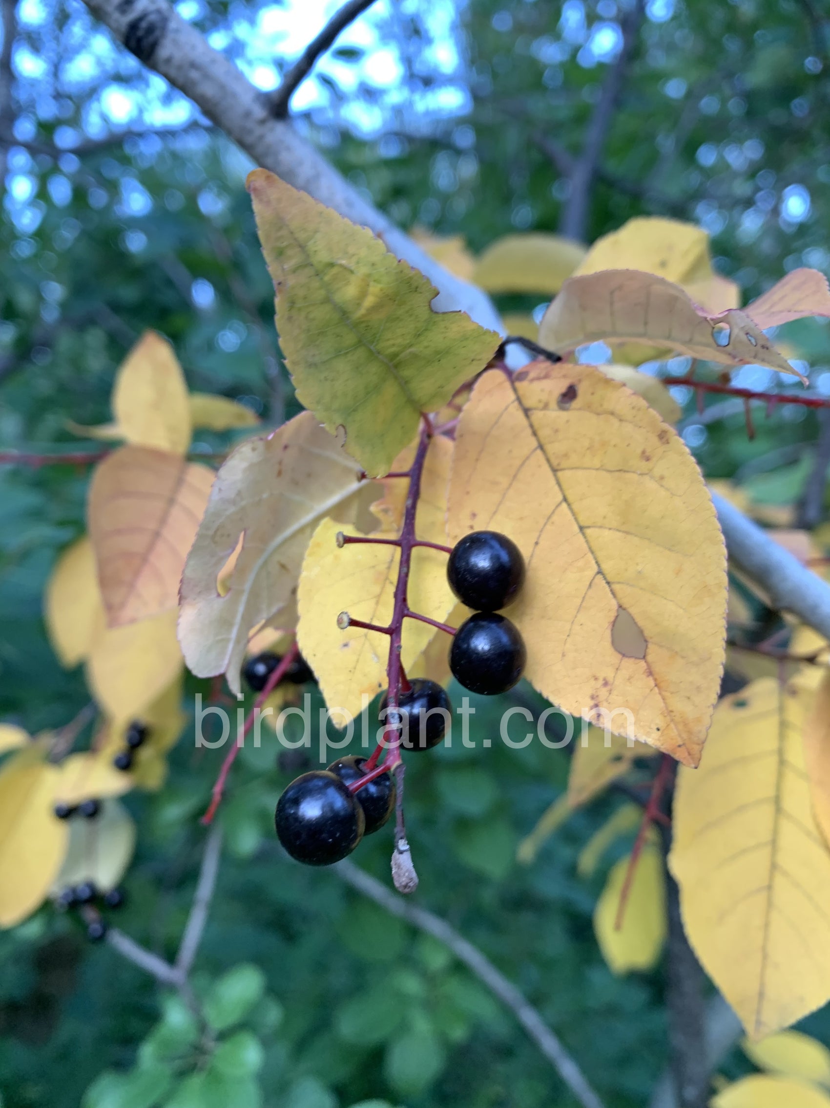 Fall Black Berry