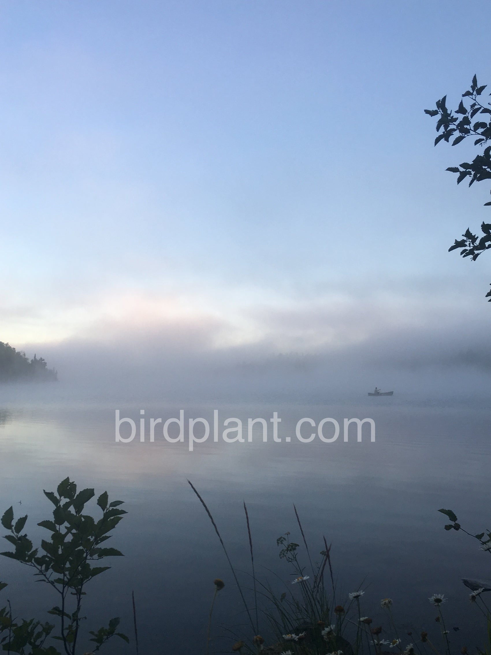 Foggy Morning Canoe
