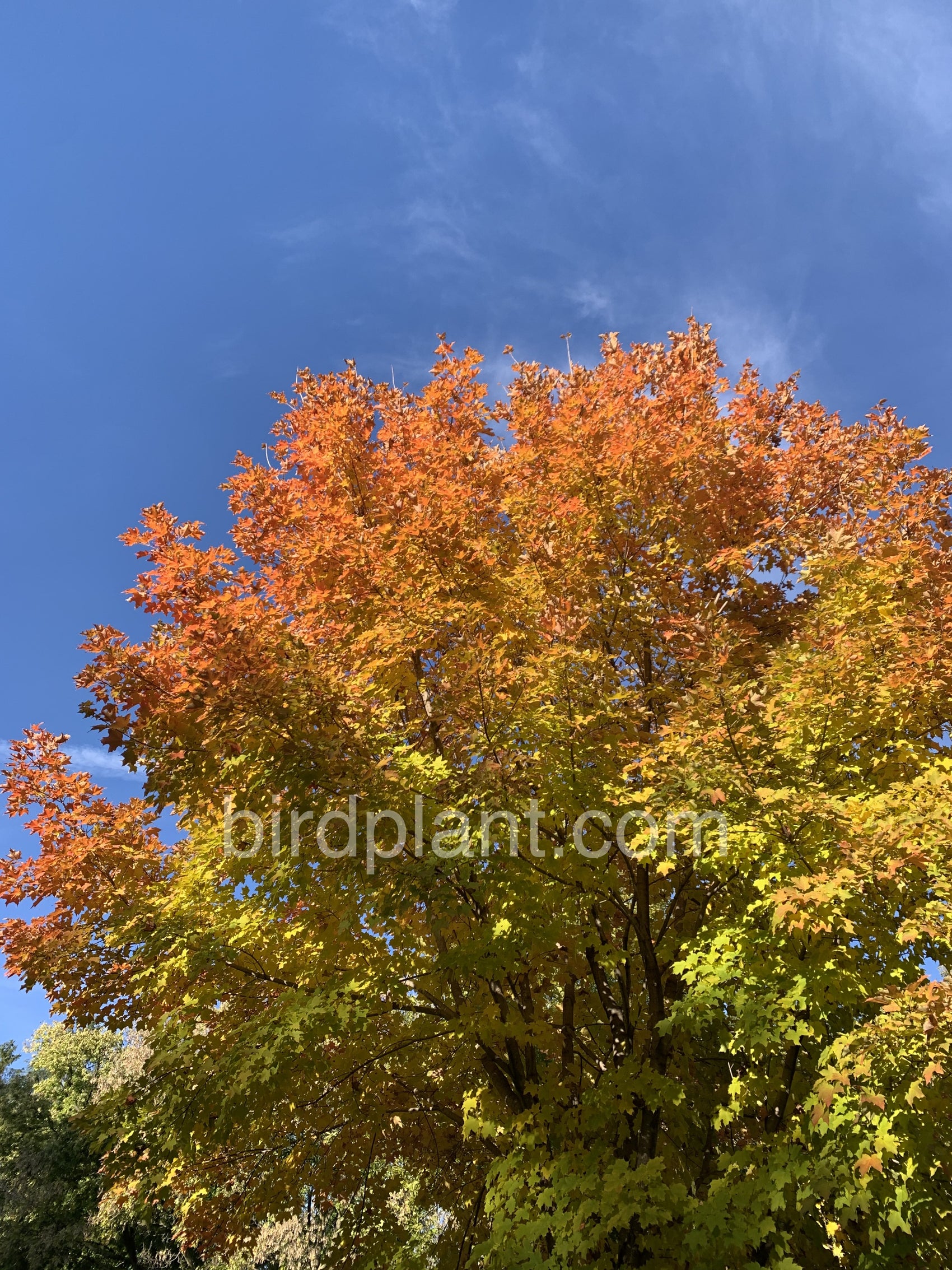 Gradient Tree Leaves