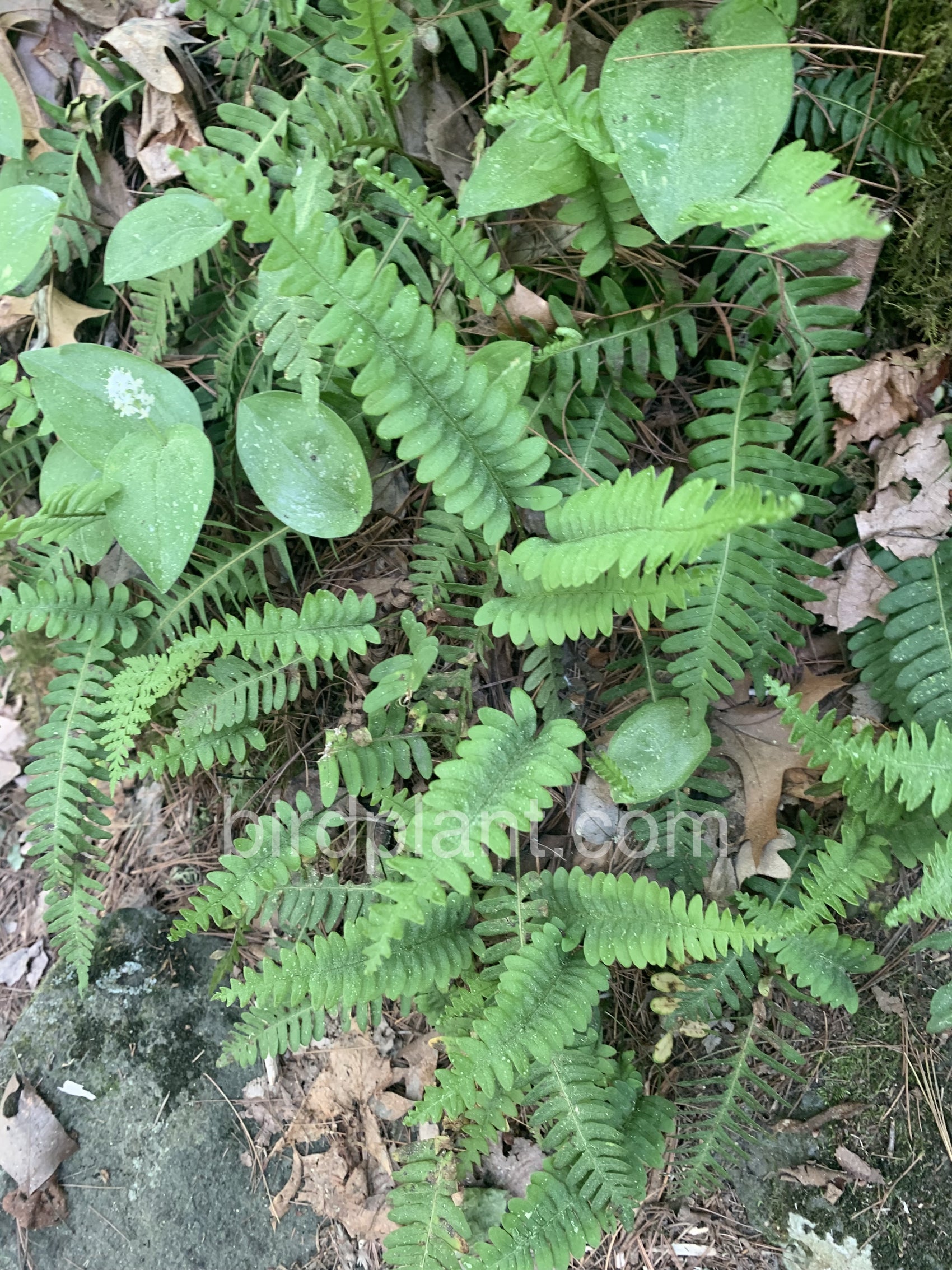 Green Fern