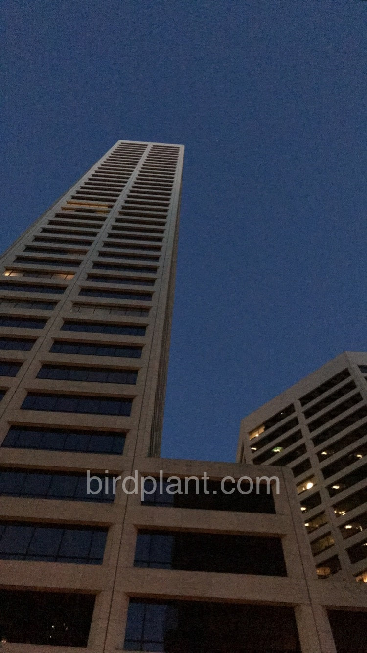 Late Night Sky Scraper