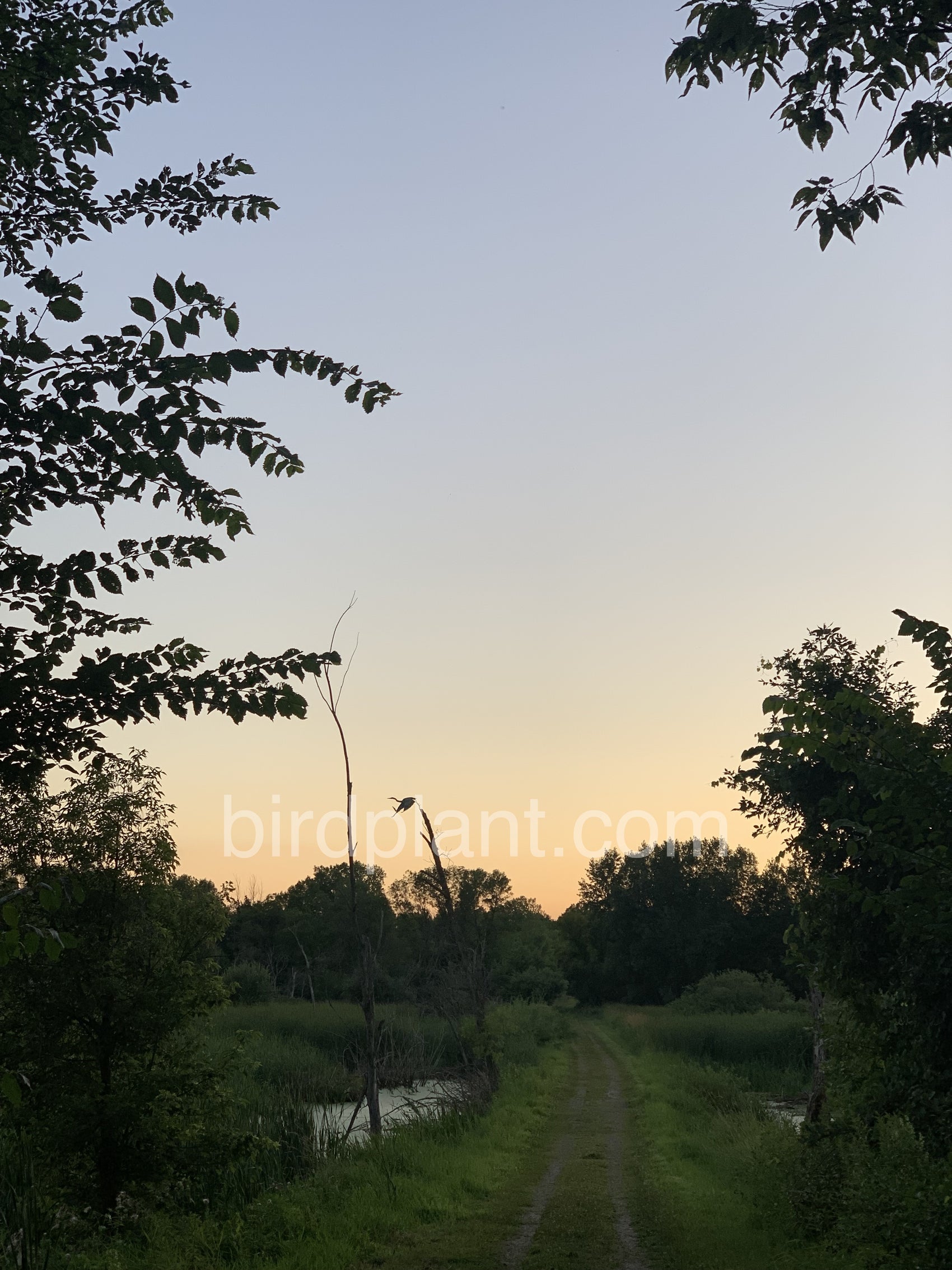 Path Into The Swamp2