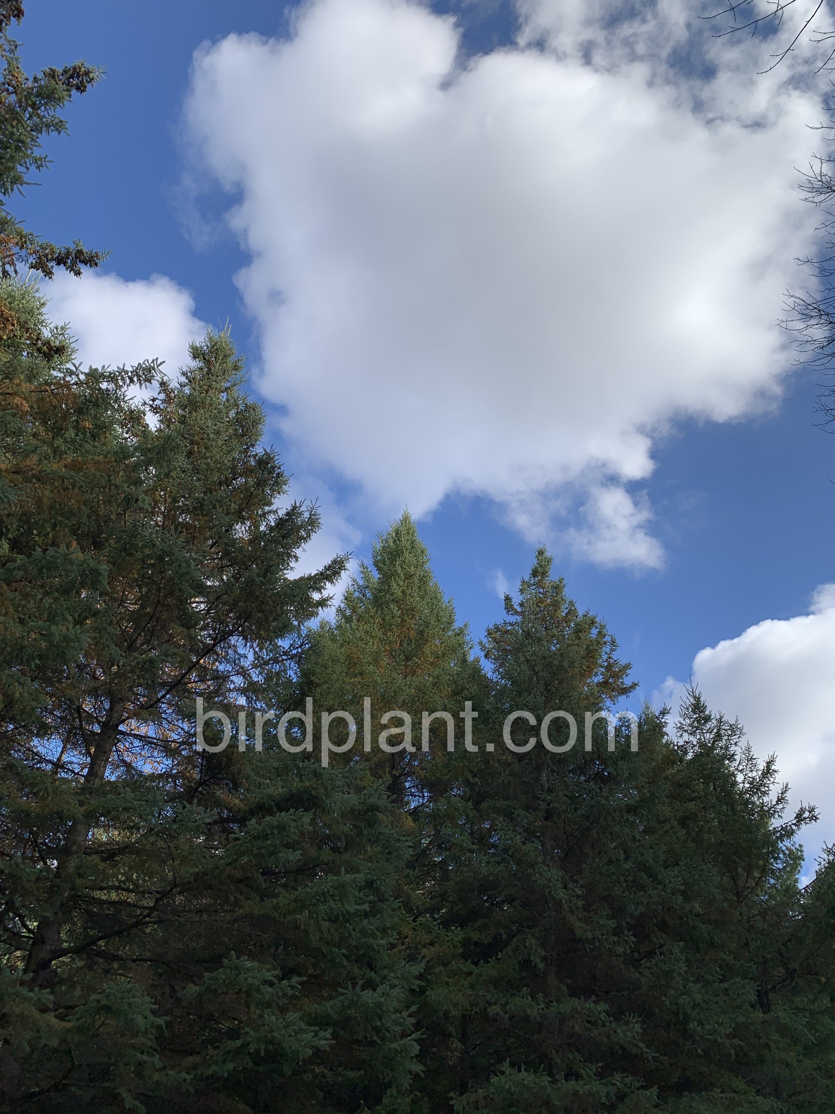 Pine Trees Stretching