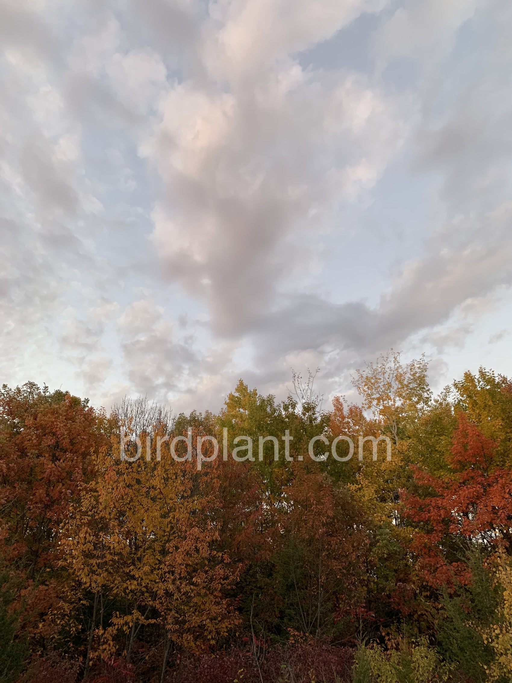 Rainbow Of Fall Leaves