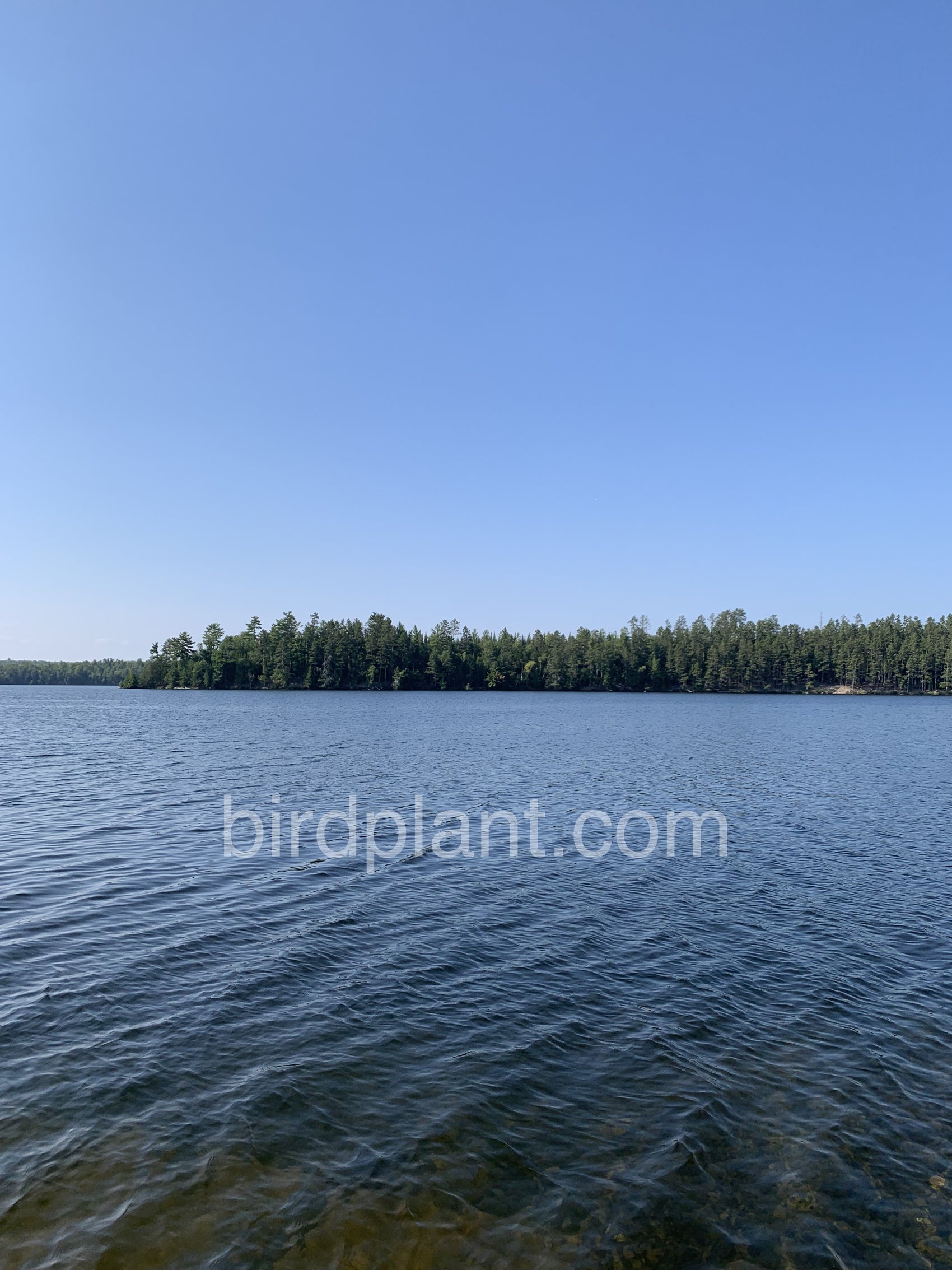 Shoreline At The Lake