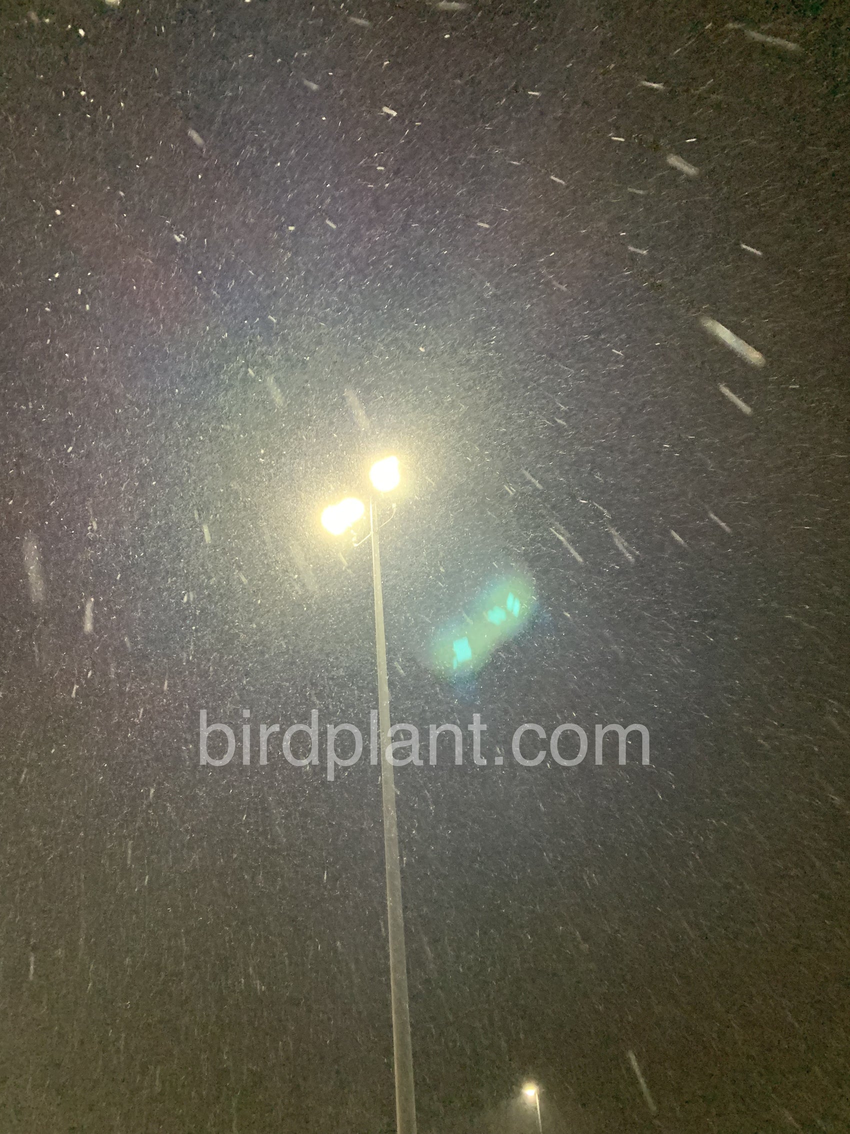 Snow Falling Into Light