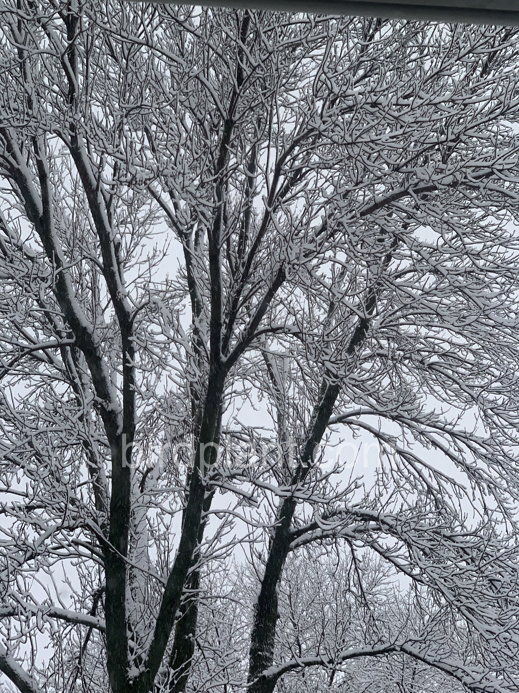 Snowy Snow Tree2