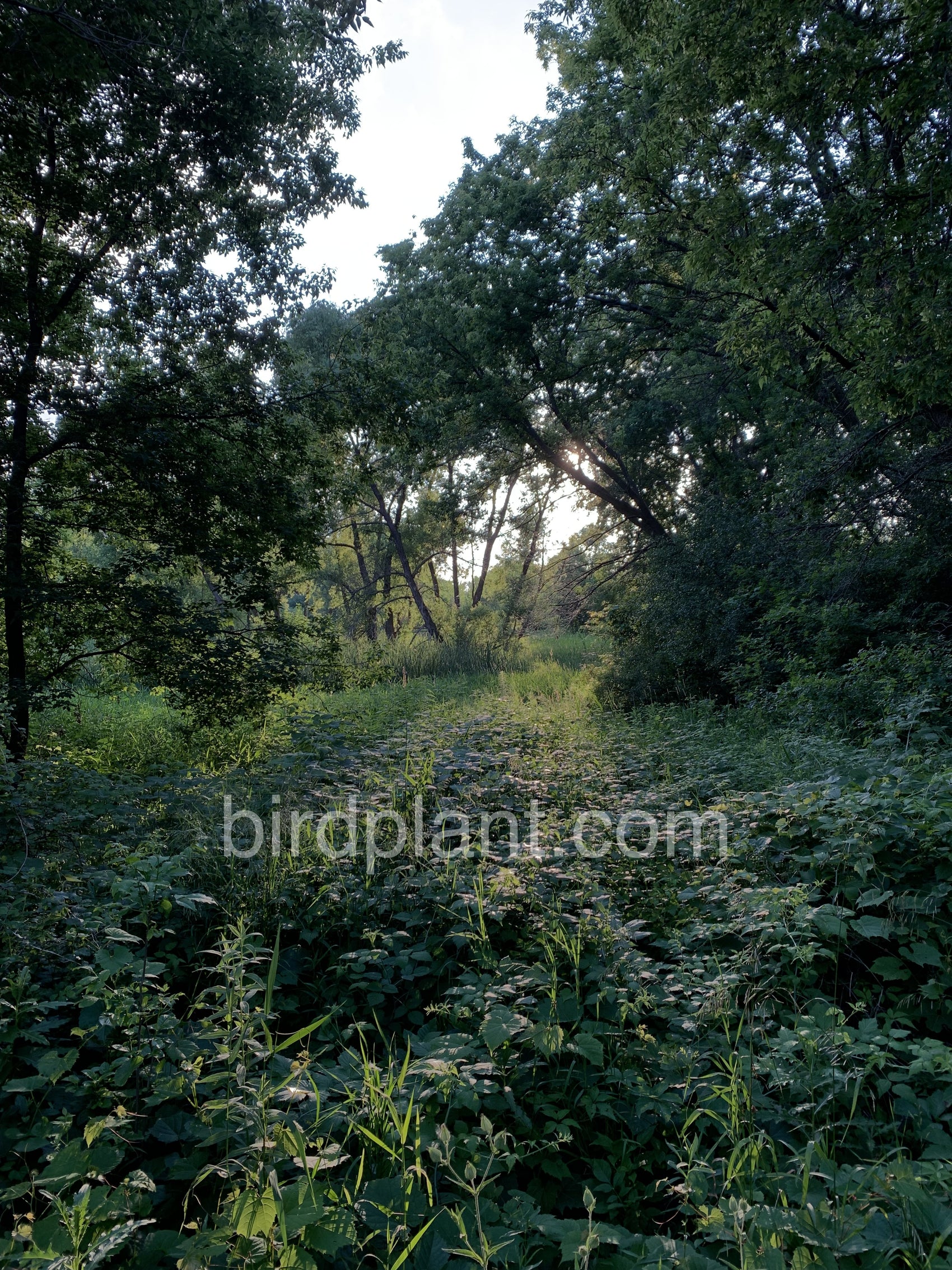 Sun Beaming On Plants