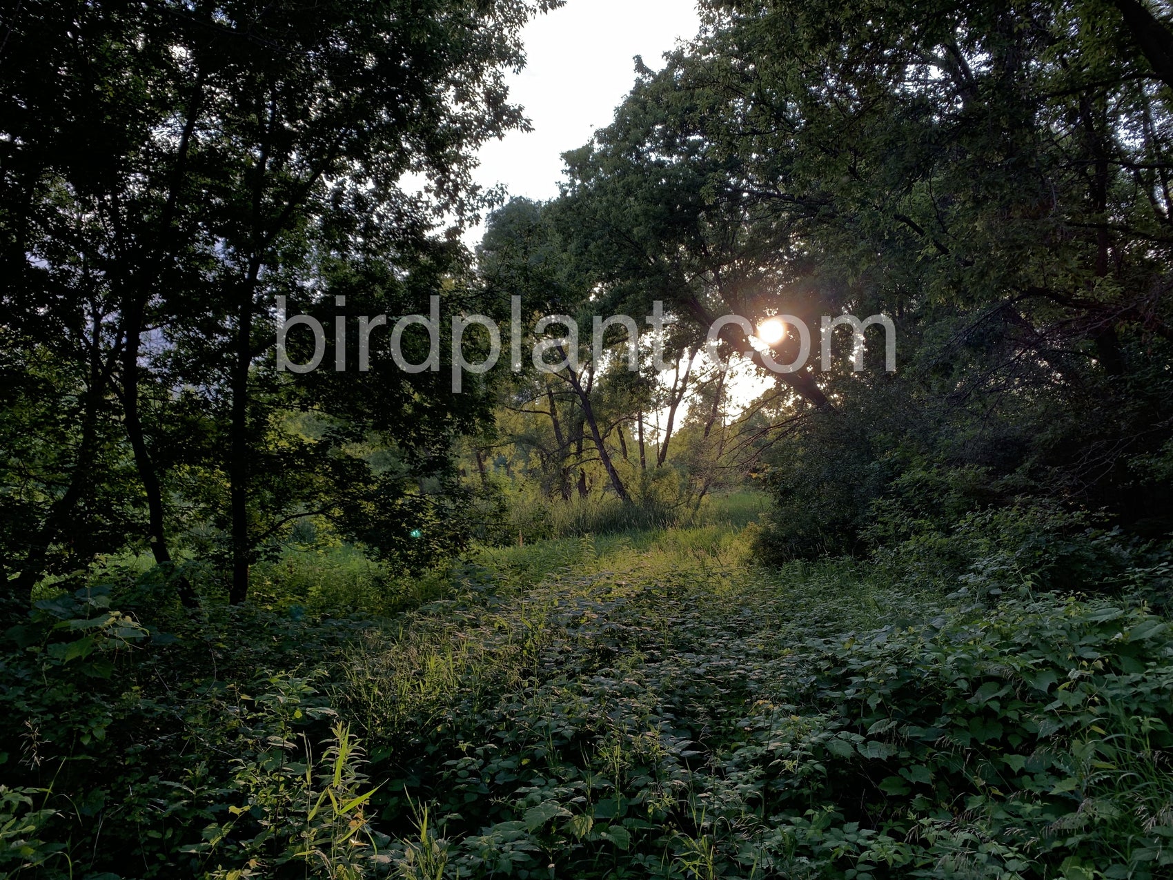 Sun Beaming On Plants2