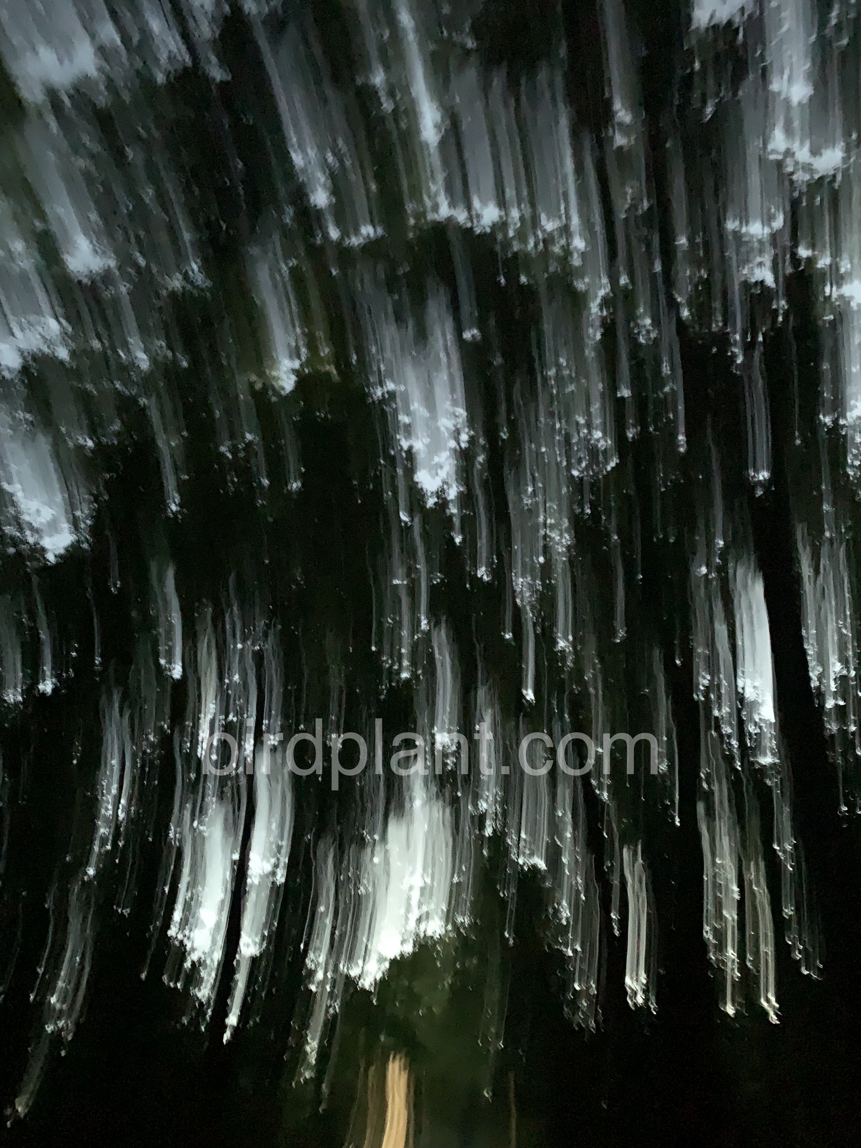 Trees At Night Moving